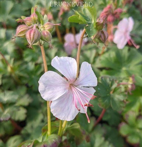 Geranium cantabrigiense 'Biokovo'