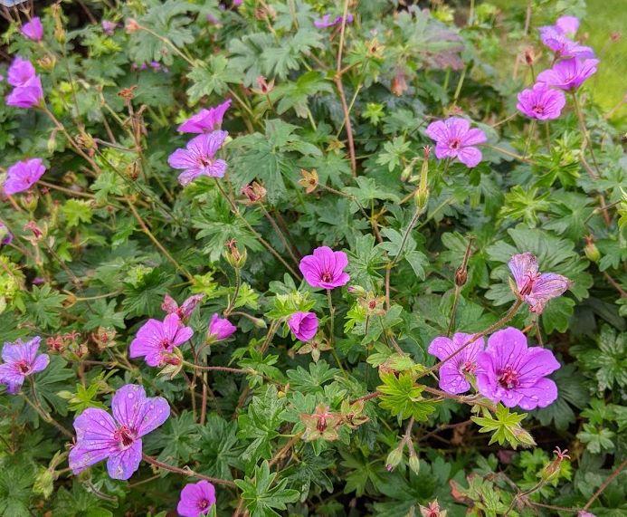 Geranium 'Dilys' (sang. x procur.)