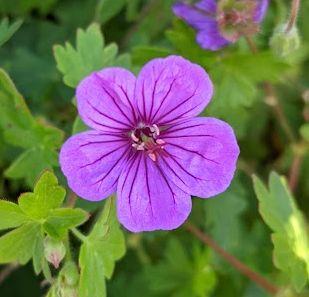 Geranium 'Dilys' (sang. x procur.)