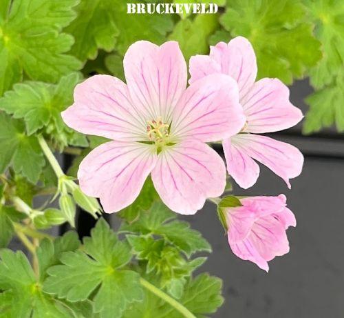 Geranium 'DREAMLAND ® (Bremdream PBR)