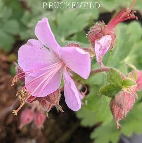 Geranium macrorrhizum 'Ingwersen's Variety'