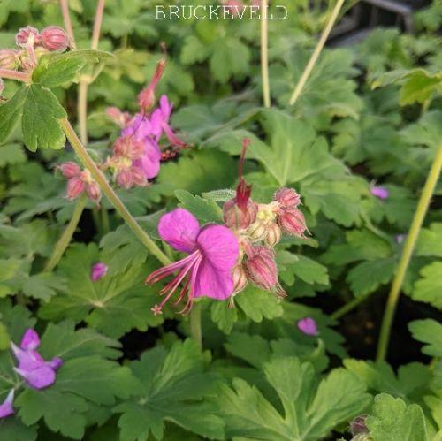 Geranium macrorrhizum 'Beavan's Variety'