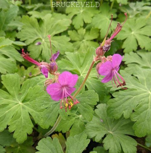 Geranium macrorrhizum 'Bevan's Variety'