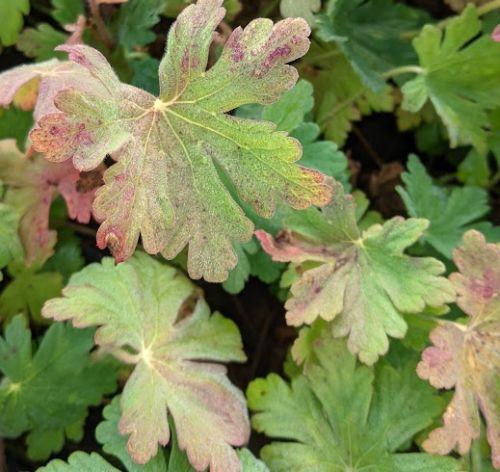 Geranium macrorrhizum 'Spessart