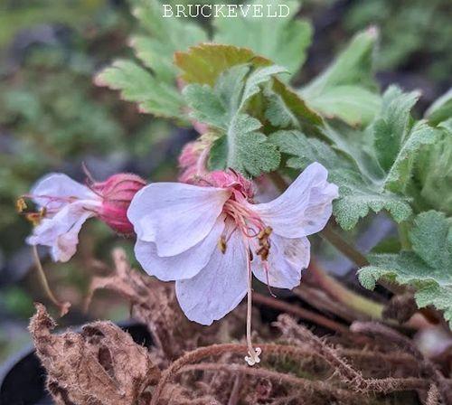 Geranium macrorrhizum 'Spessart