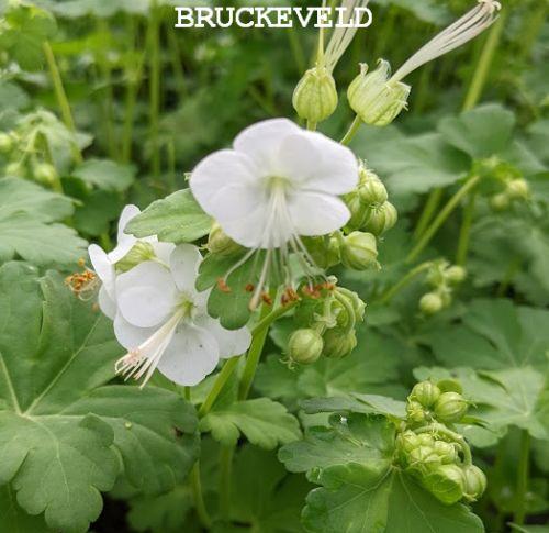 Geranium macrorrhizum 'White Ness'