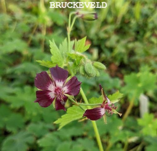 Geranium phaeum