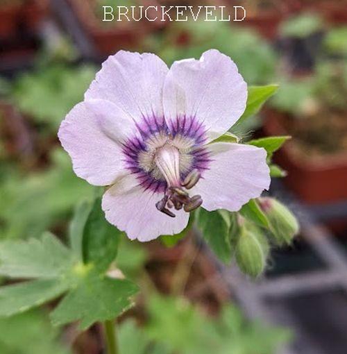 Geranium phaeum 'Wendy's Blush'