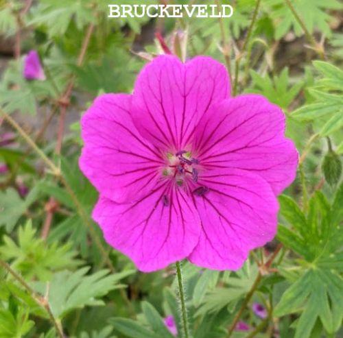 Geranium sanguineum 'Tiny Monster'