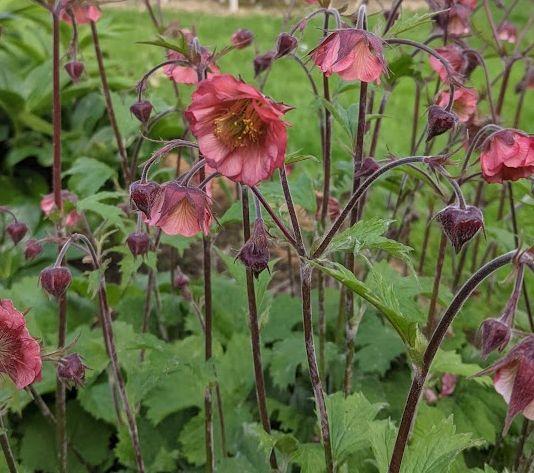 Geum 'Flames of Passion'