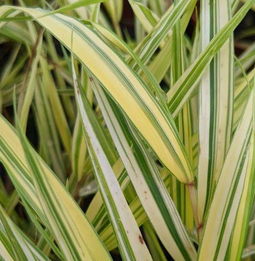 Hakonechloa macra 'Aureola'