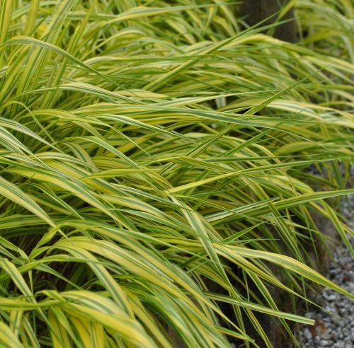 Hakonechloa macra 'Aureola'