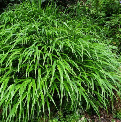 Hakonechloa macra ' Greenhills'