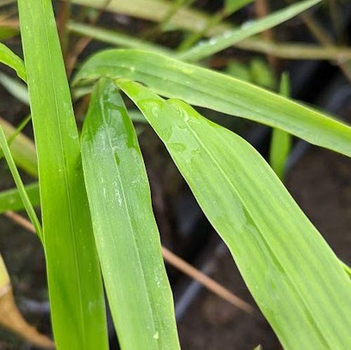 Hakonechloa macra