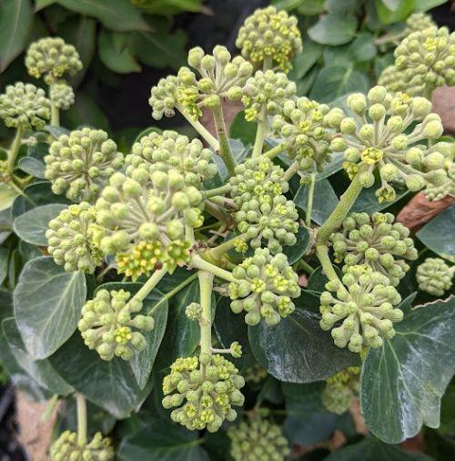 Hedera helix 'Arborescens