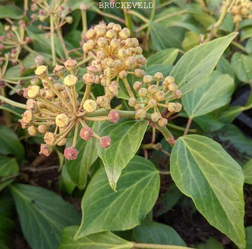 Hedera colchica 'Fall Favorite' (arborescens)