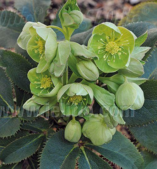 Helleborus argutifolius