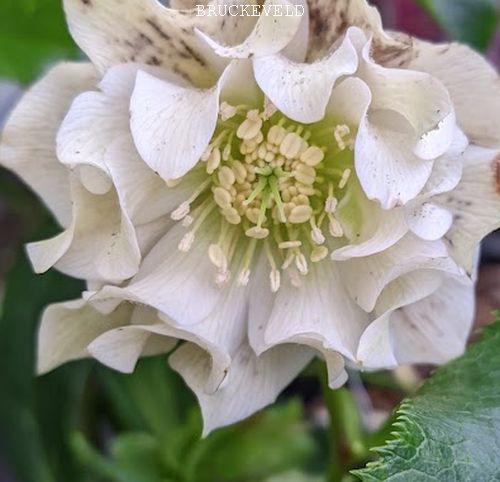 Helleborus ori.  'Double Ellen White' ®