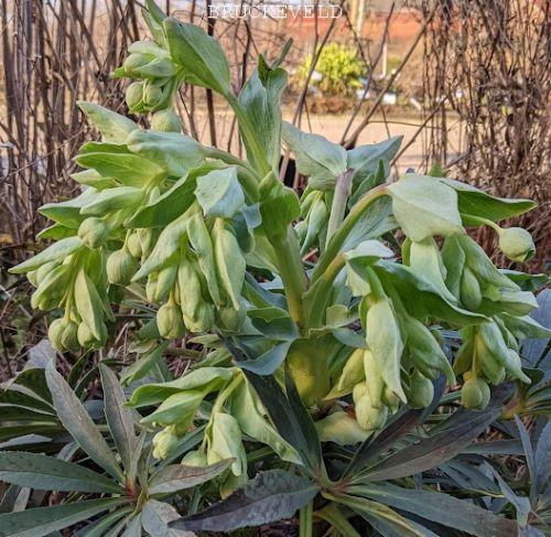 Helleborus foetidus