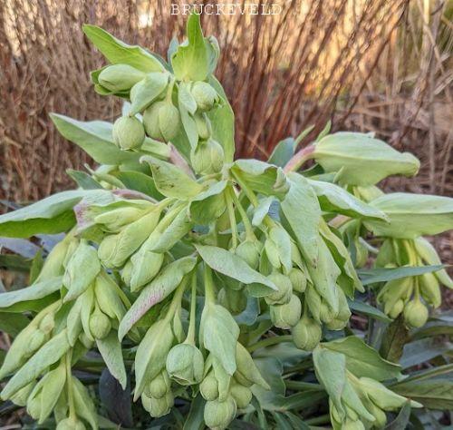 Helleborus foetidus