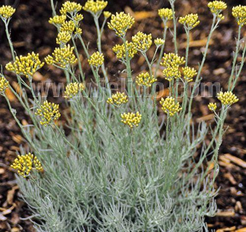 Helichrysum  italicum curryplant