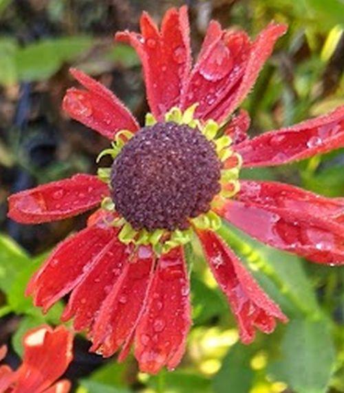 Helenium 'Moerheim Beauty'