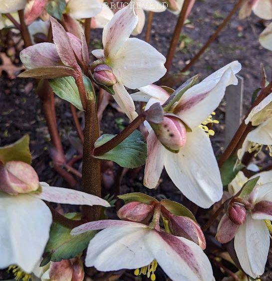 Helleborus nigercors 'Emma' PBR