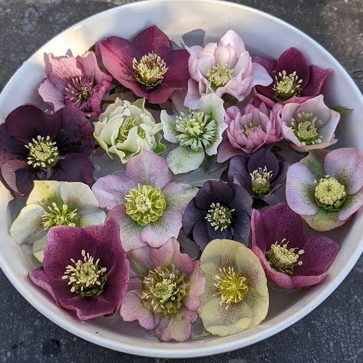 Helleborus orientalis