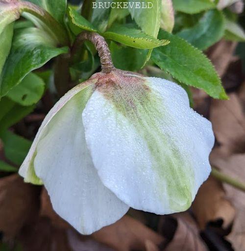 Helleborus ori.  'Pretty Ellen White'