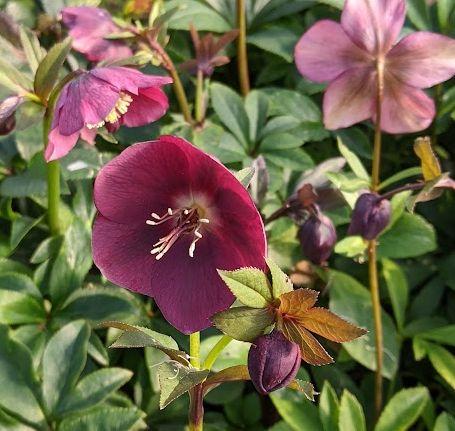 Helleborus ori.  'Pretty Ellen Red'