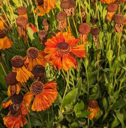 Helenium 'Sahin's Early Flowerer'