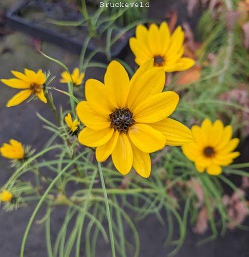 Helianthus salicifolius