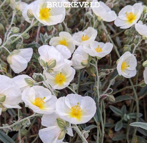 Helianthemum 'The Bride' (Snow Queen)