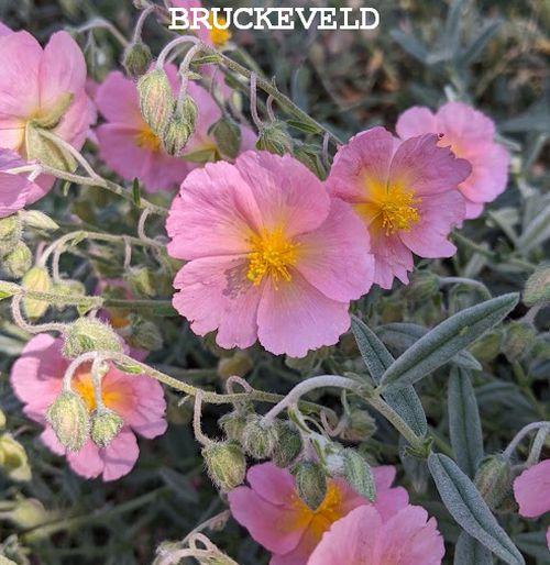 Helianthemum 'Wisley Pink'