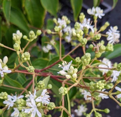 Heptacodium miconioides