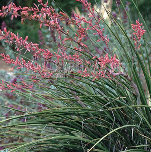 Hesperaloe parviflora