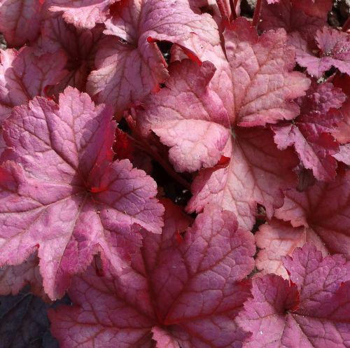 Heuchera 'Berry Smoothie' PBR