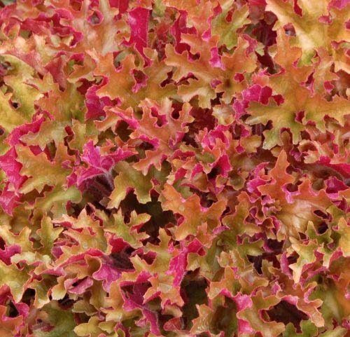 Heuchera 'Marmelade' PBR