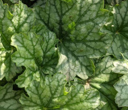 Heuchera 'Paris' PBR