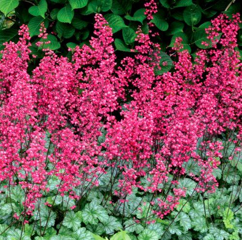 Heuchera 'Paris' PBR