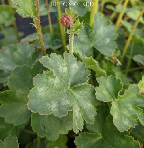 Heuchera 'Pluie de Feu' (brizoides)