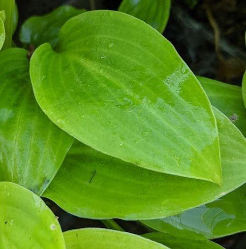 Hosta ‘Sweet Susan’ | Bruckeveld