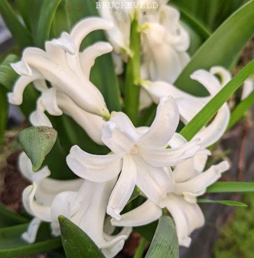 Hyacinthus multiflora 'White'