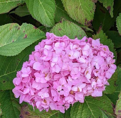 Hydrangea mac. 'Gen. Vic. de Vibraye'  (bolvorm)