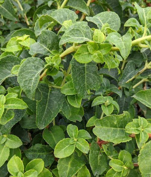 Hydrangea ano. petiolaris