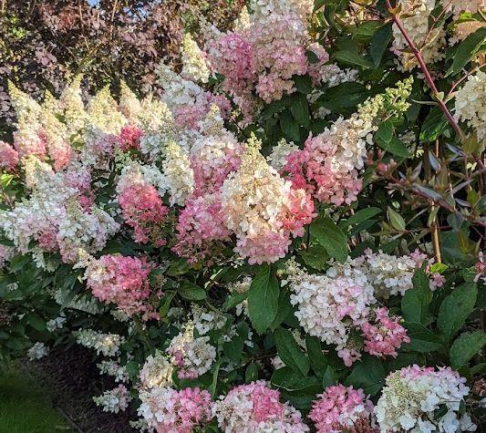 Hydrangea pan. 'Pinky Winky' '®