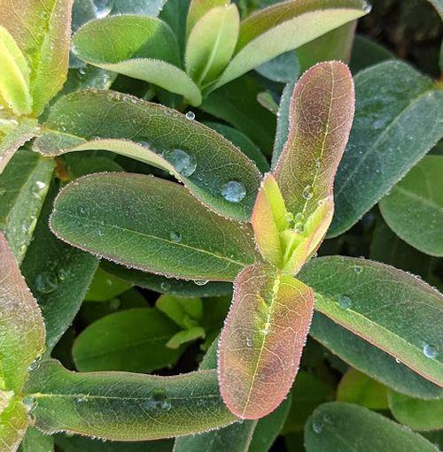 Hypericum calycinum