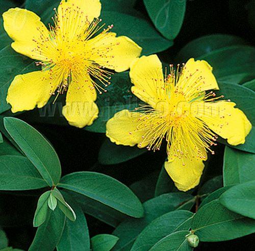 Hypericum calycinum