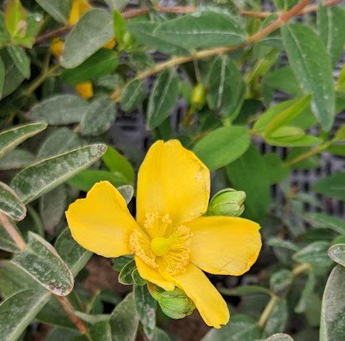 Hypericum 'Hidcote'