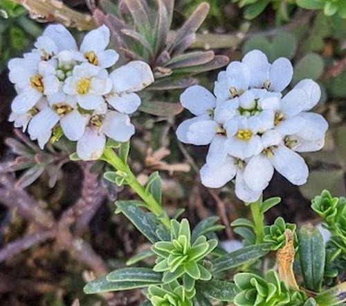 Iberis sempervirens 'Appen-Etz'